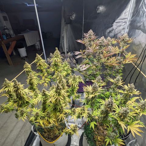 Girl Scout Cookies XTRM growlog timeline photo