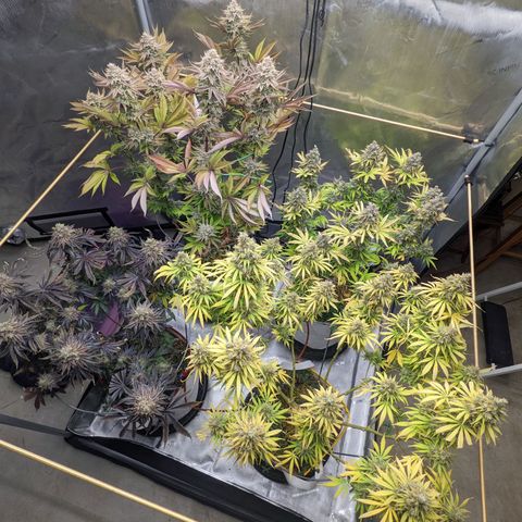 Girl Scout Cookies XTRM growlog timeline photo