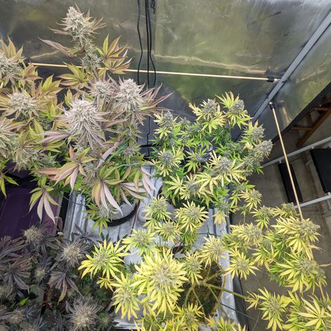Girl Scout Cookies XTRM growlog timeline photo