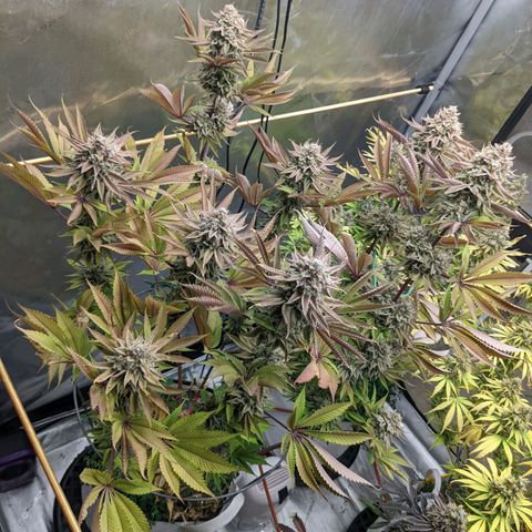 Girl Scout Cookies XTRM growlog timeline photo