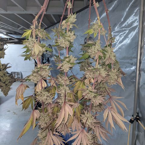 Girl Scout Cookies XTRM growlog timeline photo