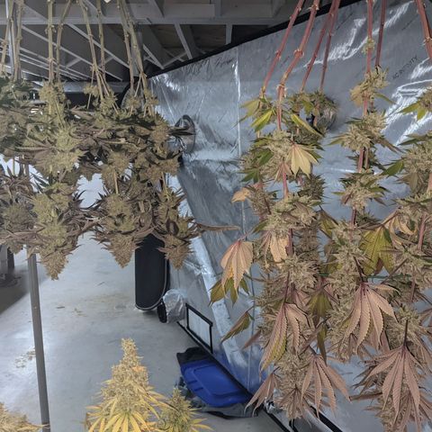 Girl Scout Cookies XTRM growlog timeline photo