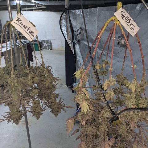 Girl Scout Cookies XTRM growlog timeline photo