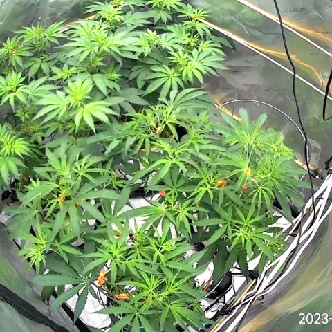 Girl Scout Cookies XTRM growlog timeline photo