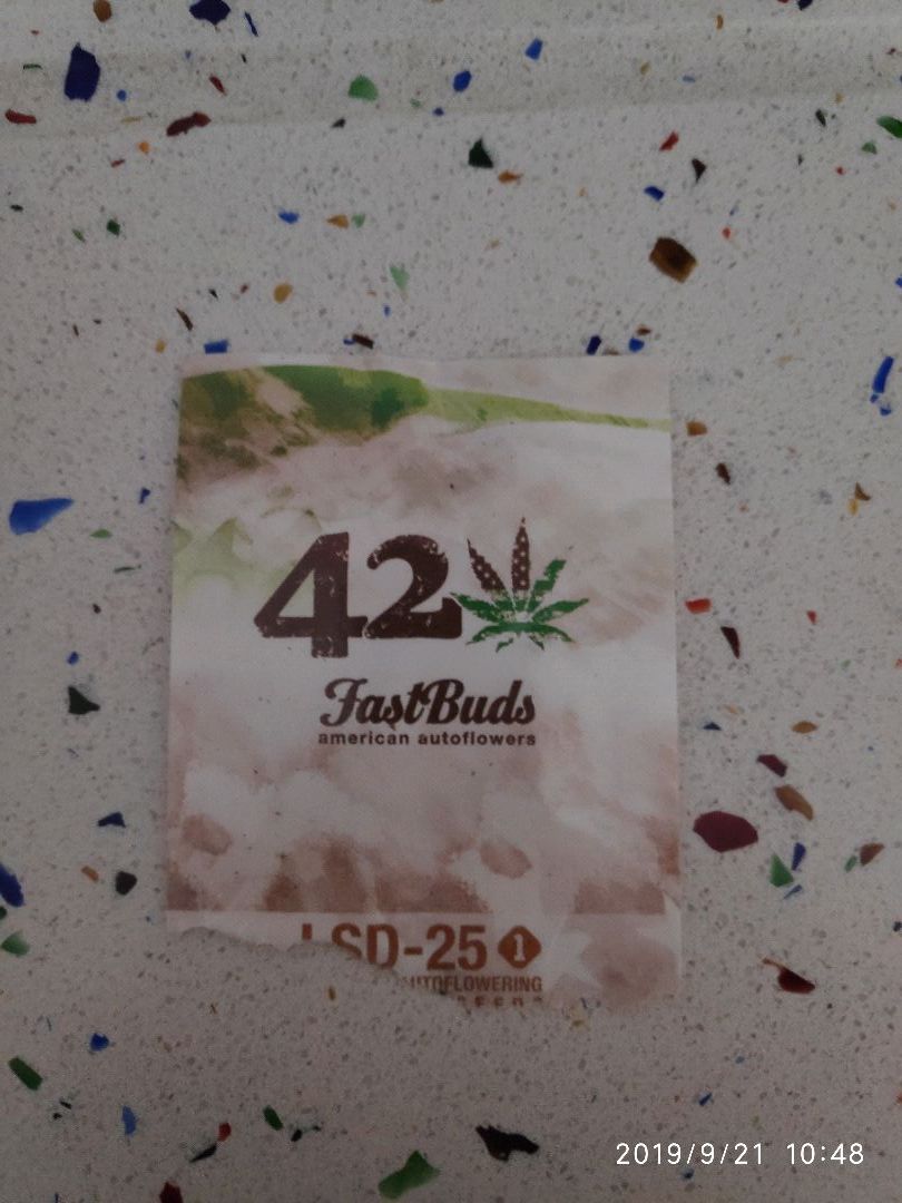 LSD-25 growlog header
