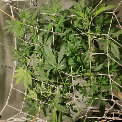 CRITICAL AUTO growlog timeline photo