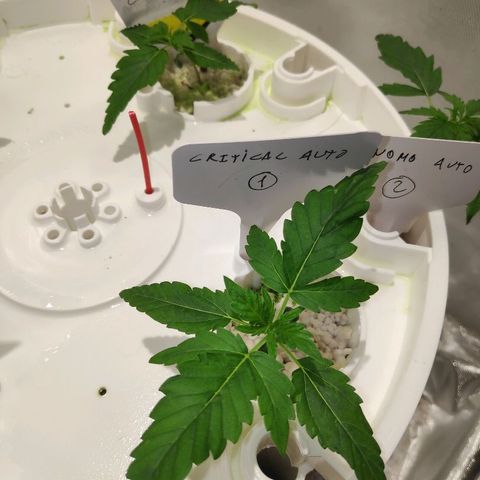 CRITICAL AUTO growlog timeline photo