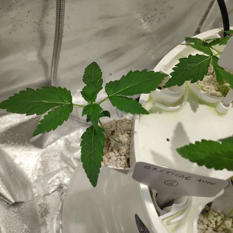 CRITICAL AUTO growlog timeline photo