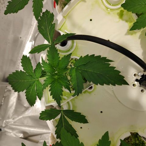 CRITICAL AUTO growlog timeline photo