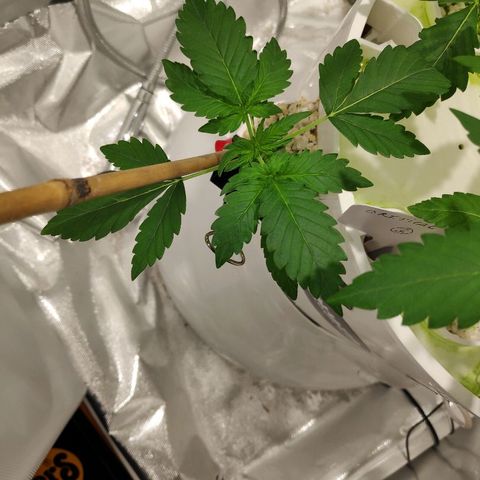 CRITICAL AUTO growlog timeline photo