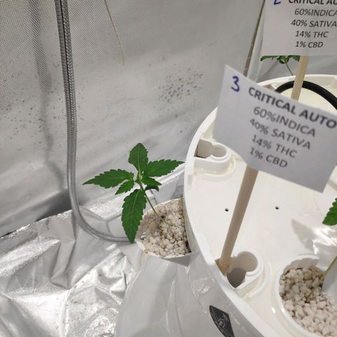 CRITICAL AUTO growlog timeline photo