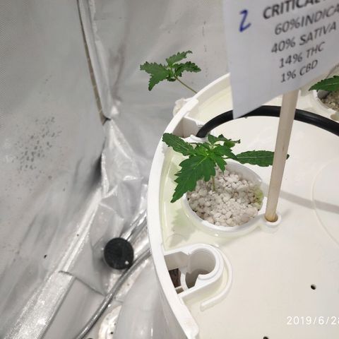 CRITICAL AUTO growlog timeline photo