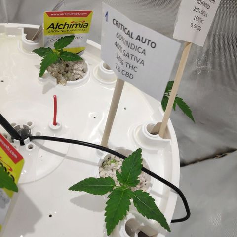 CRITICAL AUTO growlog timeline photo