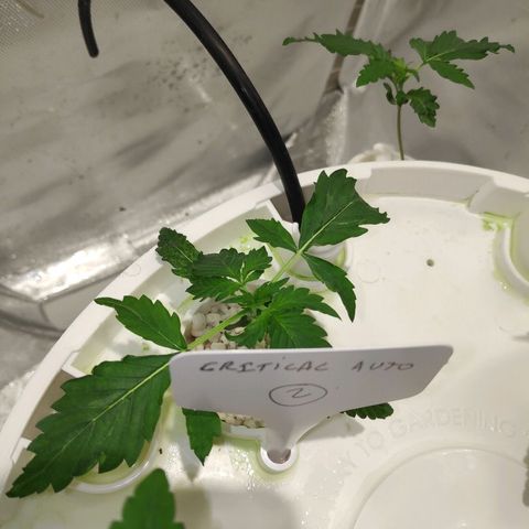 CRITICAL AUTO growlog timeline photo