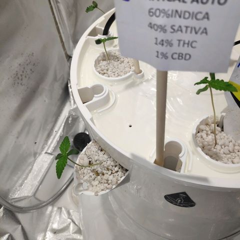 CRITICAL AUTO growlog timeline photo