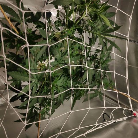 CRITICAL AUTO growlog timeline photo