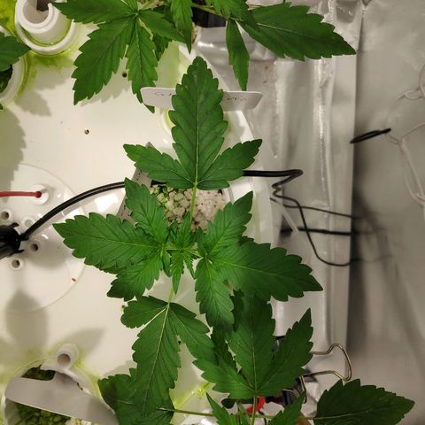 CRITICAL AUTO growlog timeline photo