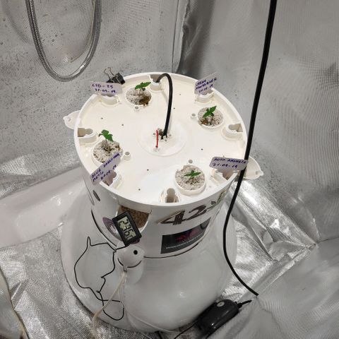 LSD-25 growlog photo