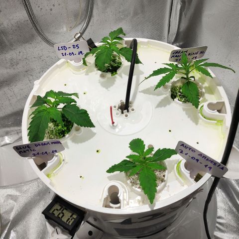 LSD-25 growlog photo