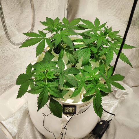 LSD-25 growlog photo