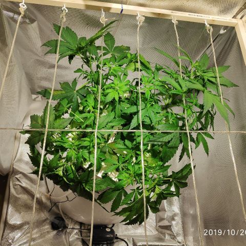 LSD-25 growlog photo