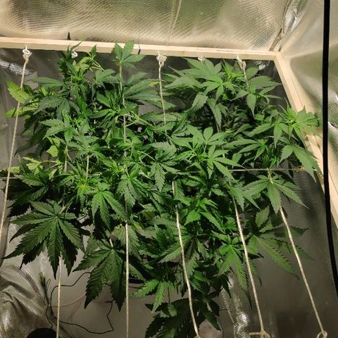 LSD-25 growlog timeline photo