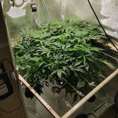 LSD-25 growlog timeline photo