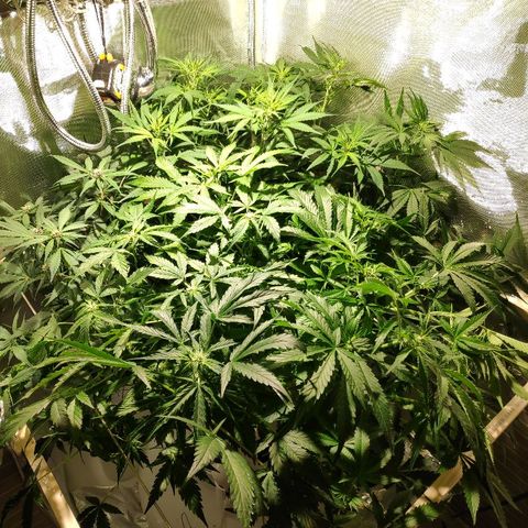 LSD-25 growlog timeline photo