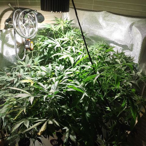 LSD-25 growlog timeline photo