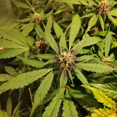 LSD-25 growlog timeline photo