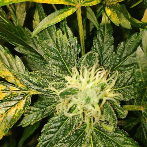 LSD-25 growlog timeline photo