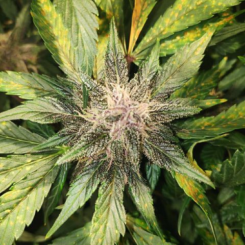 LSD-25 growlog timeline photo