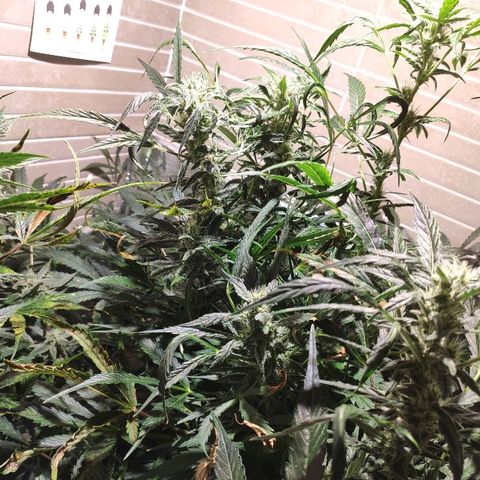 LSD-25 growlog timeline photo