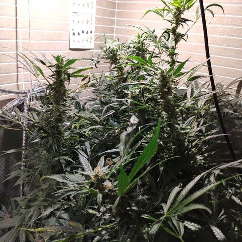 LSD-25 growlog timeline photo