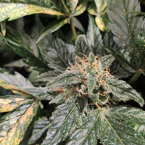 LSD-25 growlog timeline photo