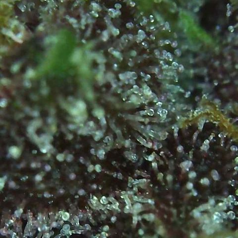 LSD-25 growlog timeline photo