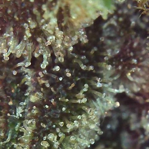 LSD-25 growlog timeline photo