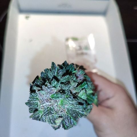 LSD-25 growlog timeline photo