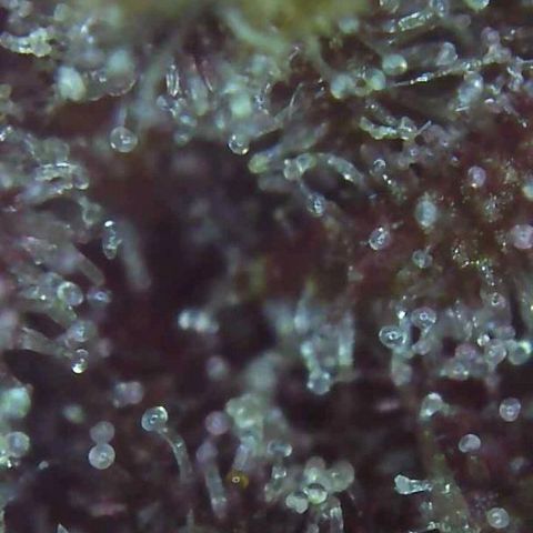 LSD-25 growlog timeline photo
