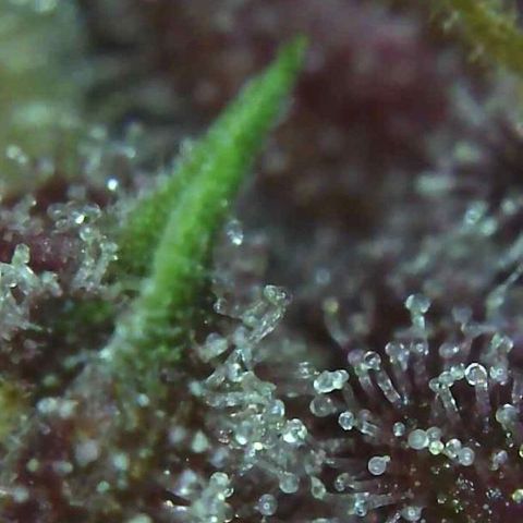 LSD-25 growlog timeline photo