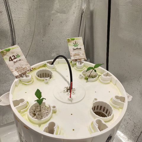 C4-Matic growlog timeline photo