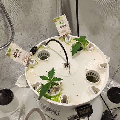 C4-Matic growlog timeline photo
