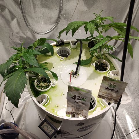 C4-Matic growlog timeline photo