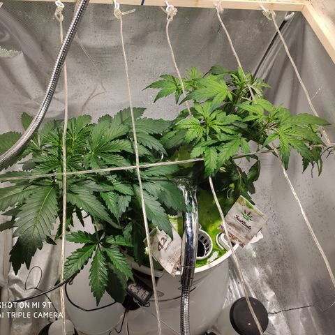 C4-Matic growlog timeline photo