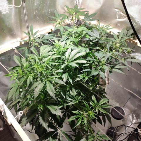 C4-Matic growlog timeline photo
