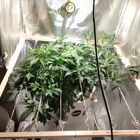 C4-Matic growlog timeline photo