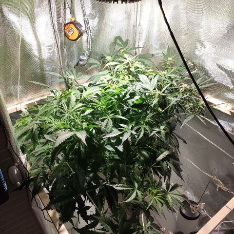 C4-Matic growlog timeline photo