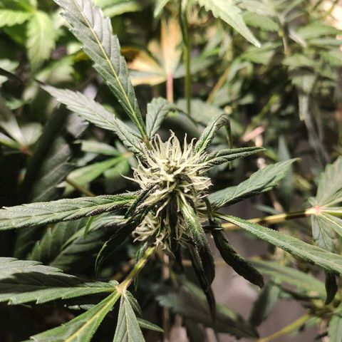 C4-Matic growlog timeline photo