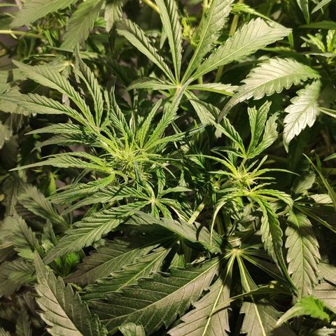 Zkittlez Auto growlog timeline photo