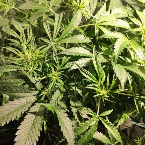 Zkittlez Auto growlog timeline photo